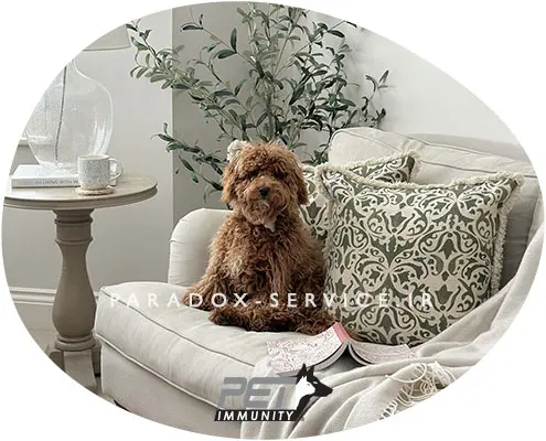 pet-in-home1-small-banner